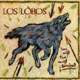 Los Lobos - How Will The Wolf Survive?