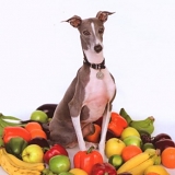 Shellac - Excellent Italian Greyhound