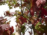 Blokzijl Gert - Colorchanges