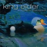 King Eider - Somateria Spectabilis