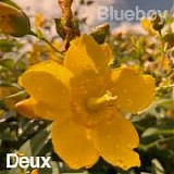 Blueboy - Deux